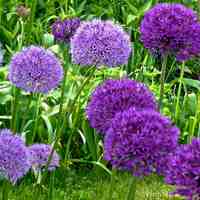alliums2